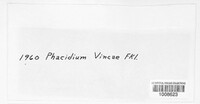Phacidium vincae image